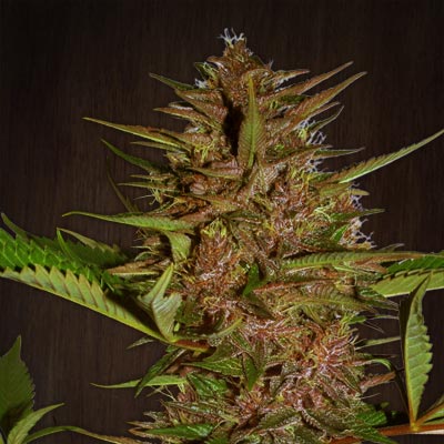 Pakistan Chitral Kush Regular Seeds - 10