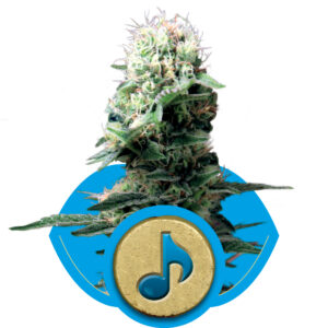 Dance World CBD Feminised Seeds - 1