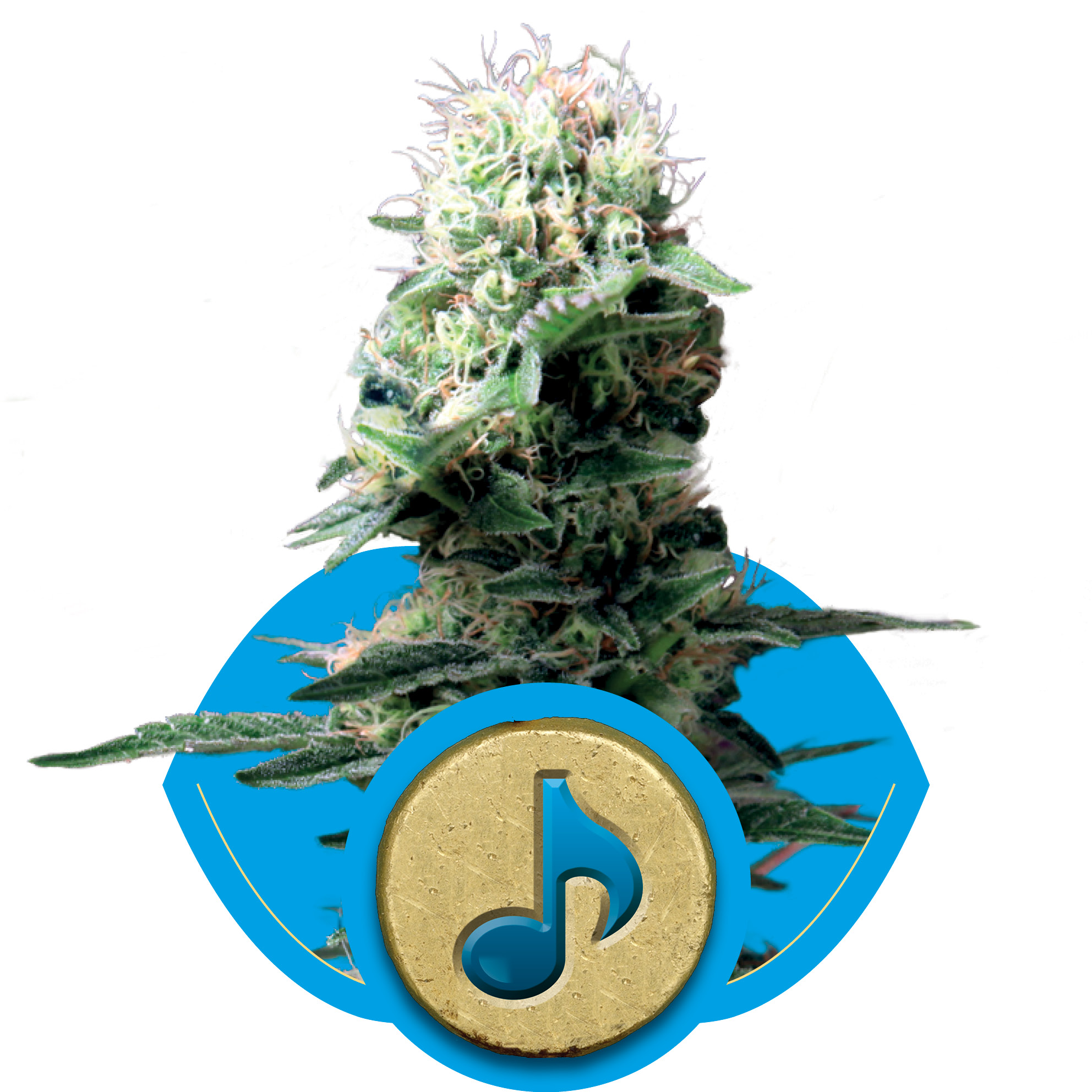Dance World CBD Feminised Seeds - 1
