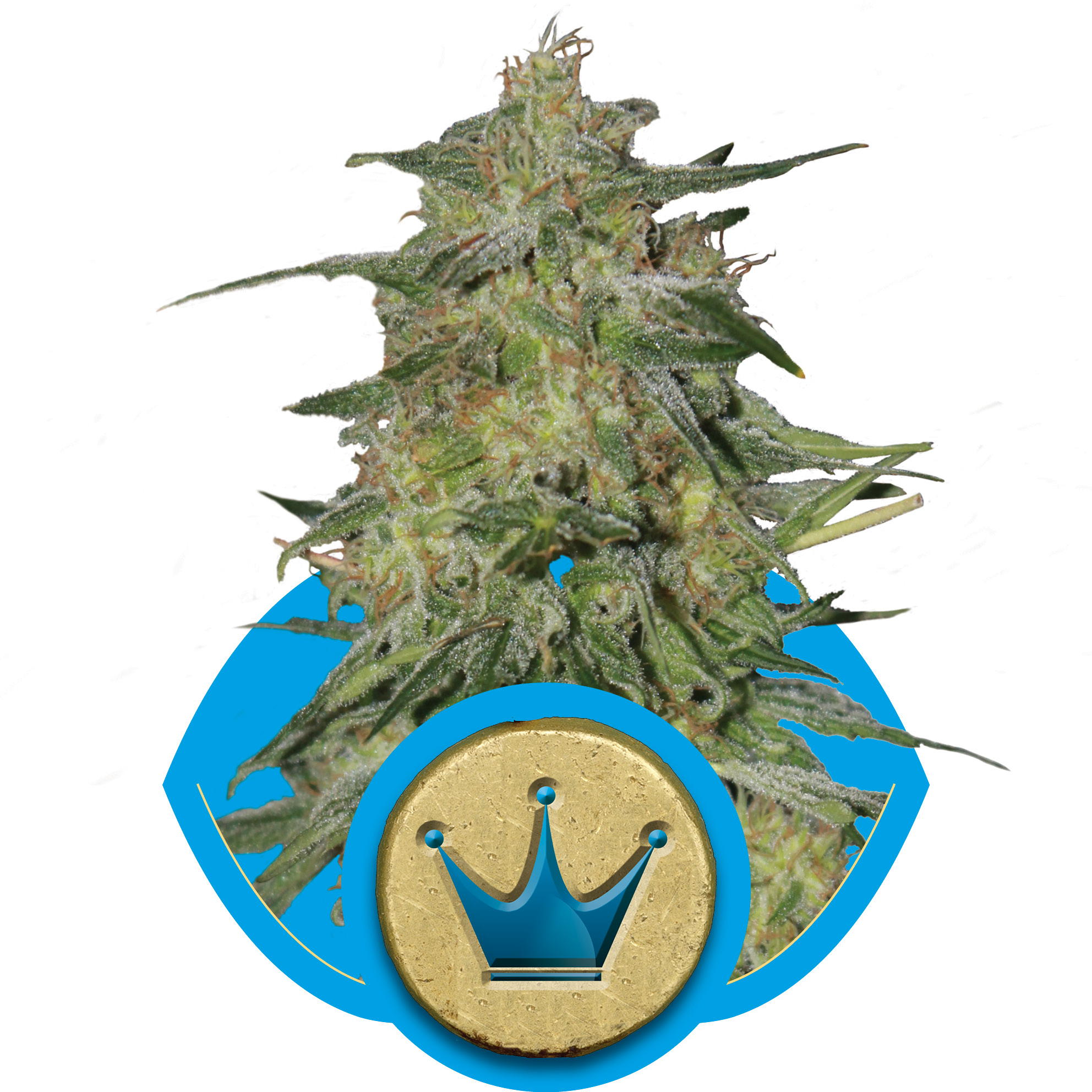 Royal Highness CBD Feminised Seeds - 1