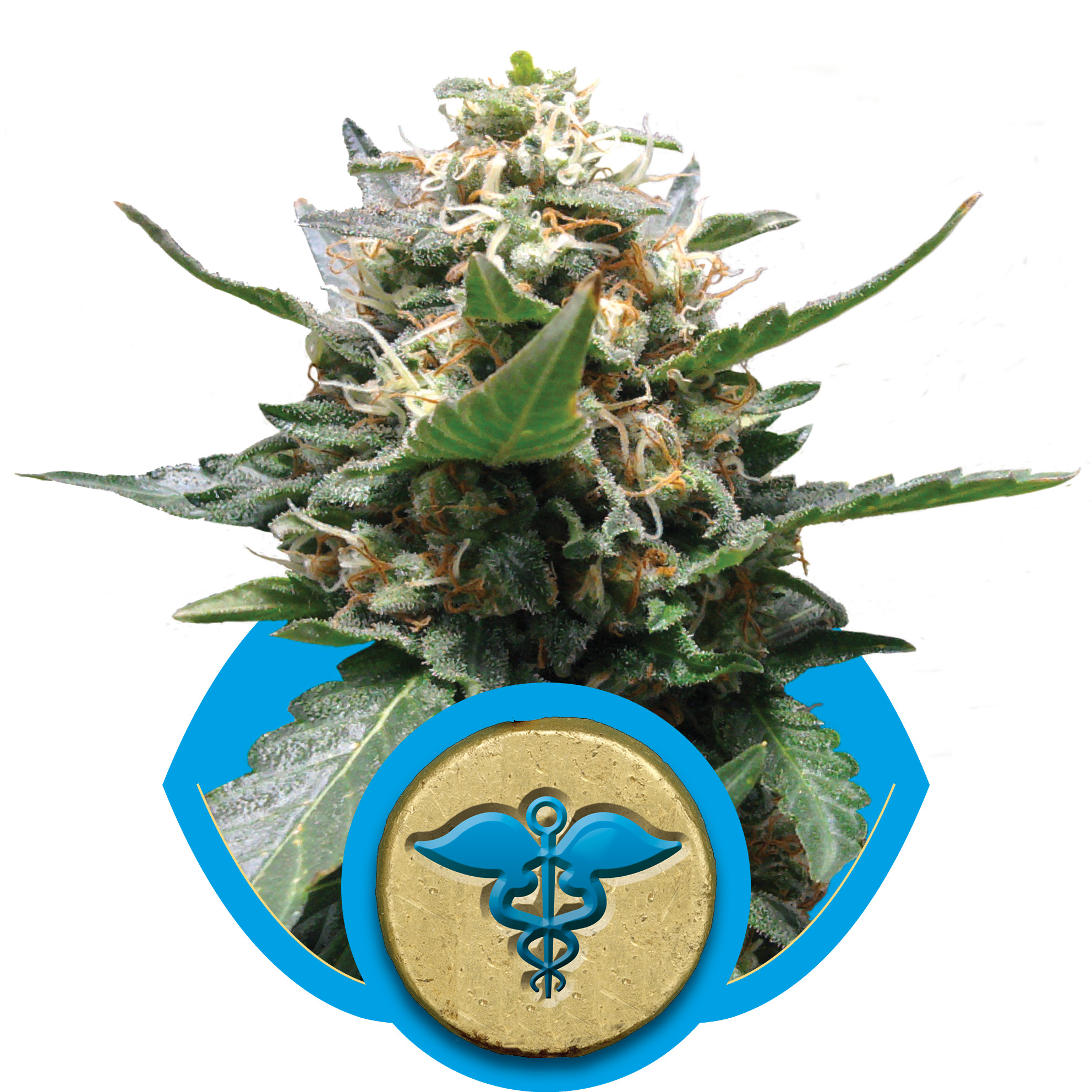 Royal Medic CBD Feminised Seeds - 3