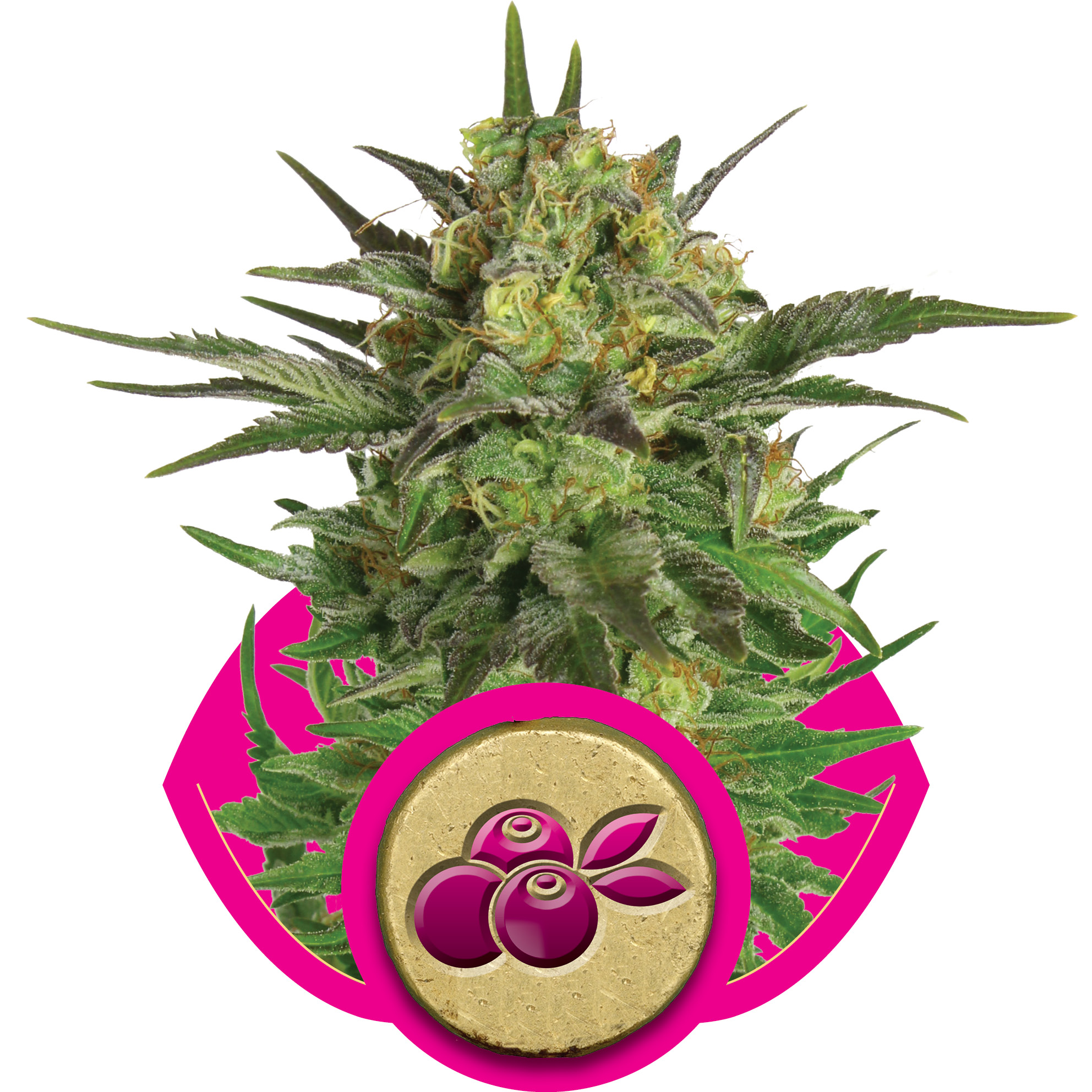 Haze Berry Feminised Seeds - 5