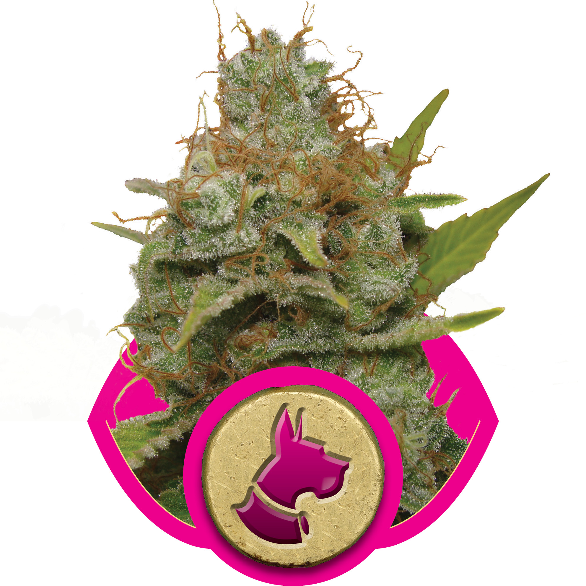 Kali Dog Feminised Seeds - 1