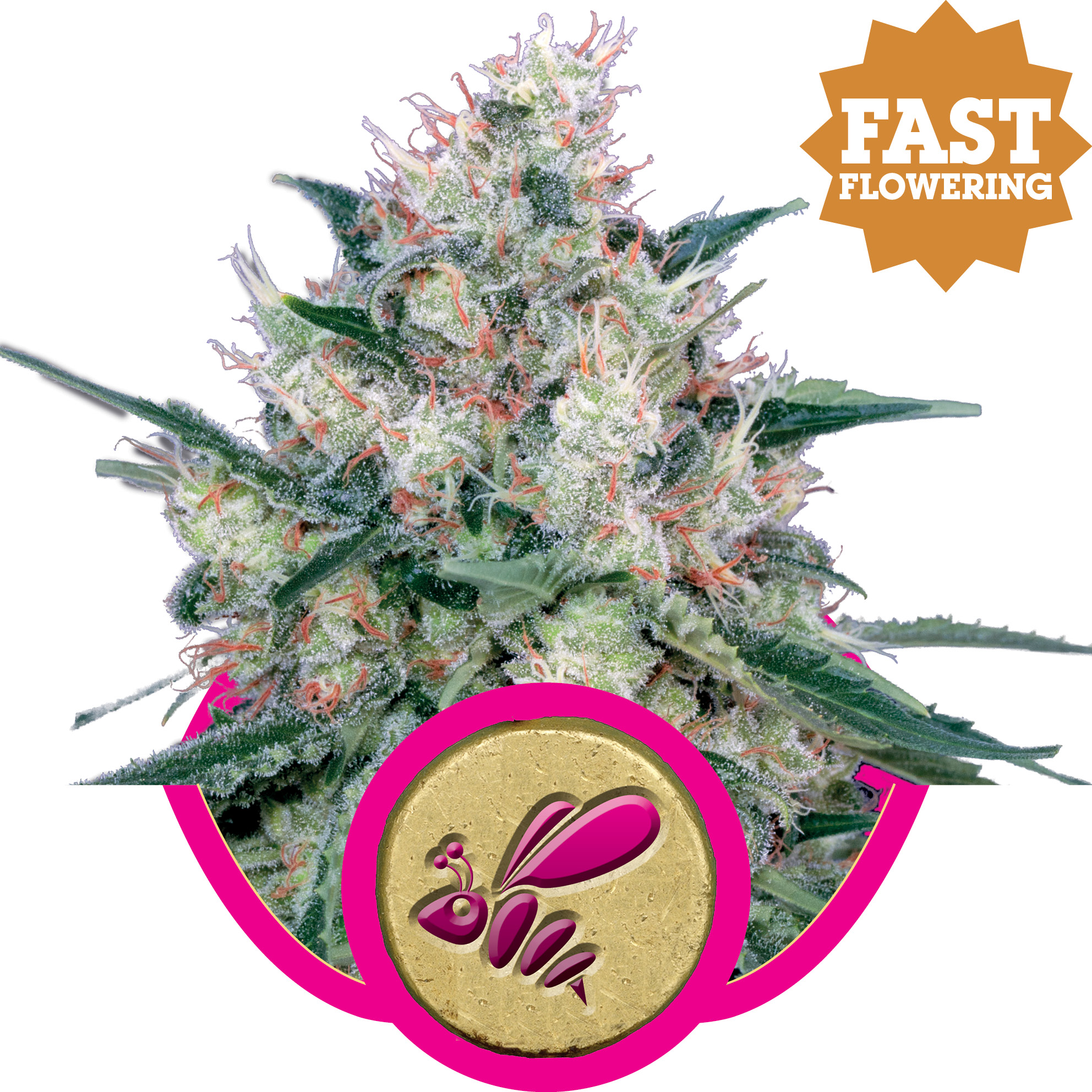 Honey Cream FAST Version Feminised Seeds - 1