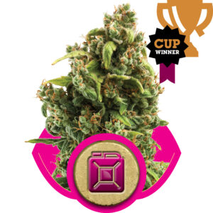 Sour Diesel Feminised Seeds - 1