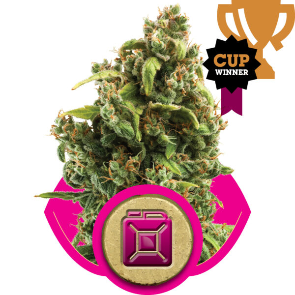Sour Diesel Feminised Seeds - 1
