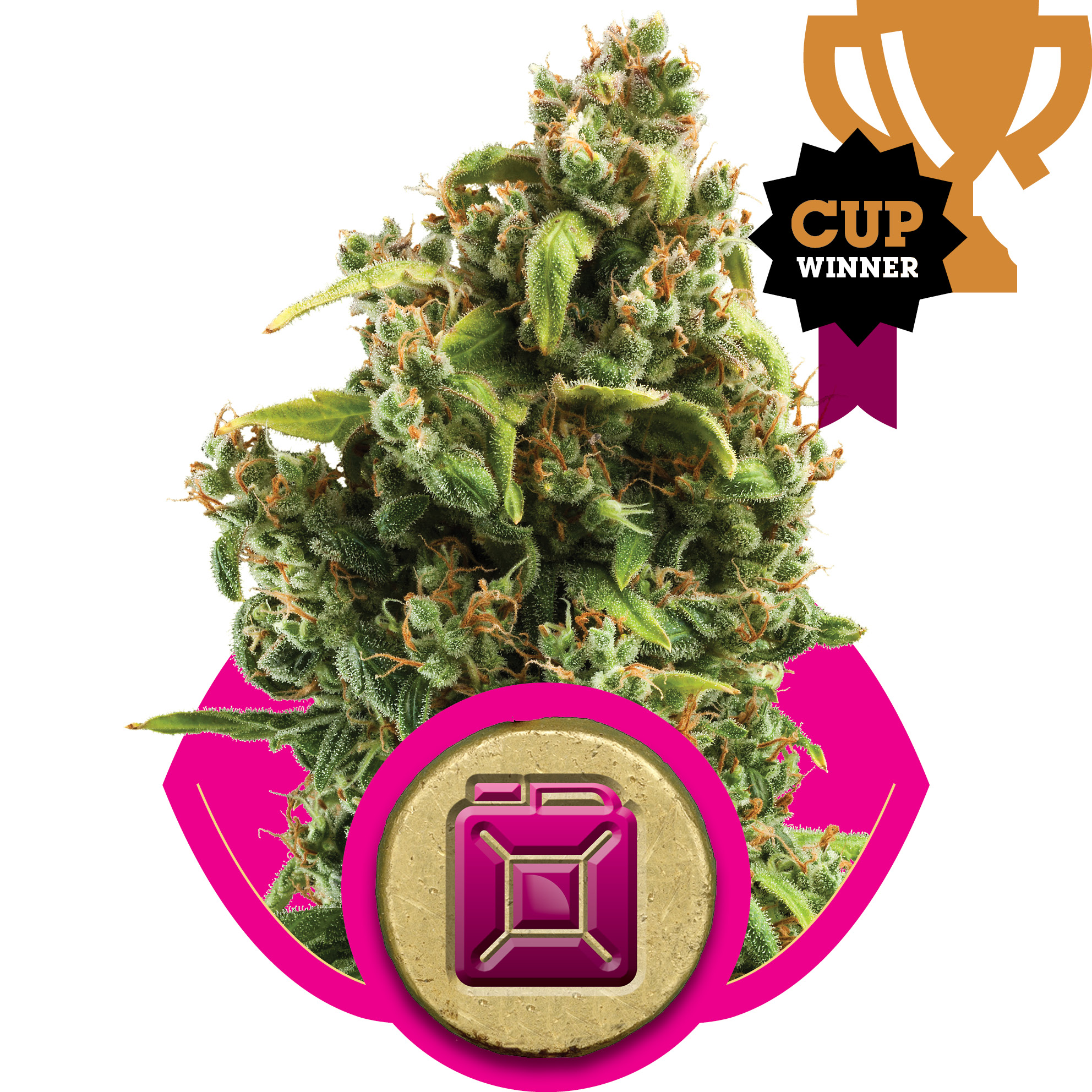Sour Diesel Feminised Seeds - 1