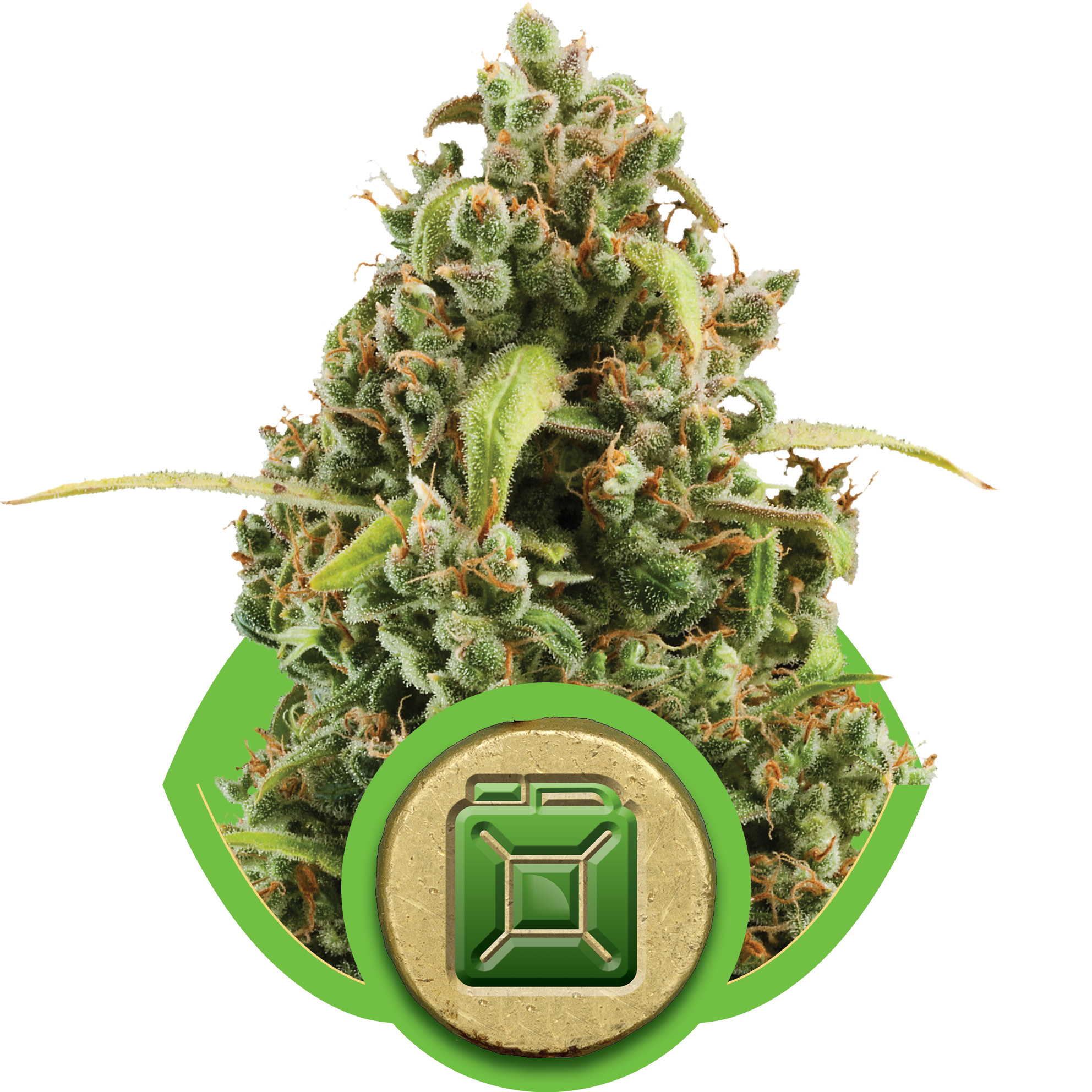 Diesel Auto Feminised Seeds - 3