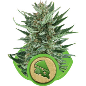Royal Cheese Auto Feminised Seeds - 1