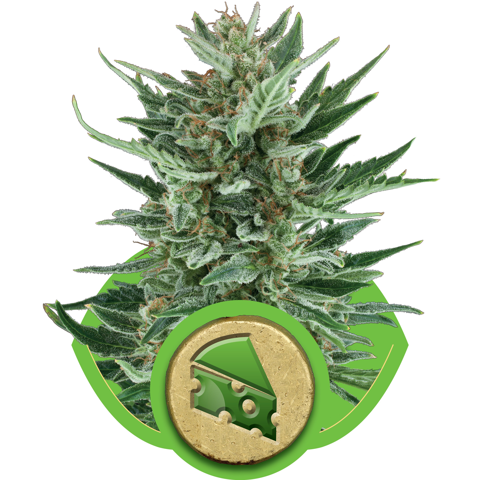 Royal Cheese Auto Feminised Seeds - 1