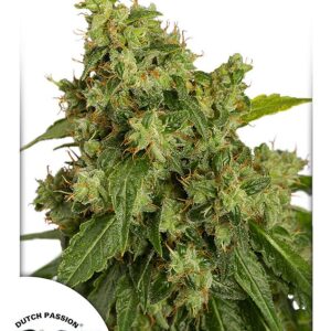 Xtreme Auto Feminised Seeds - 7