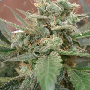 AK Auto Feminised Seeds - 10