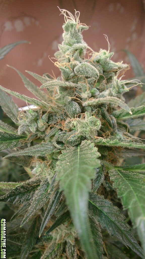 AK Auto Feminised Seeds - 10