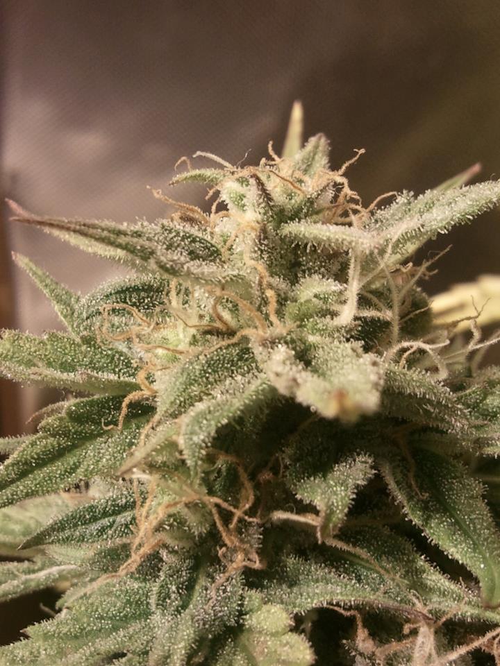 Bubble Auto Feminised Seeds - 4