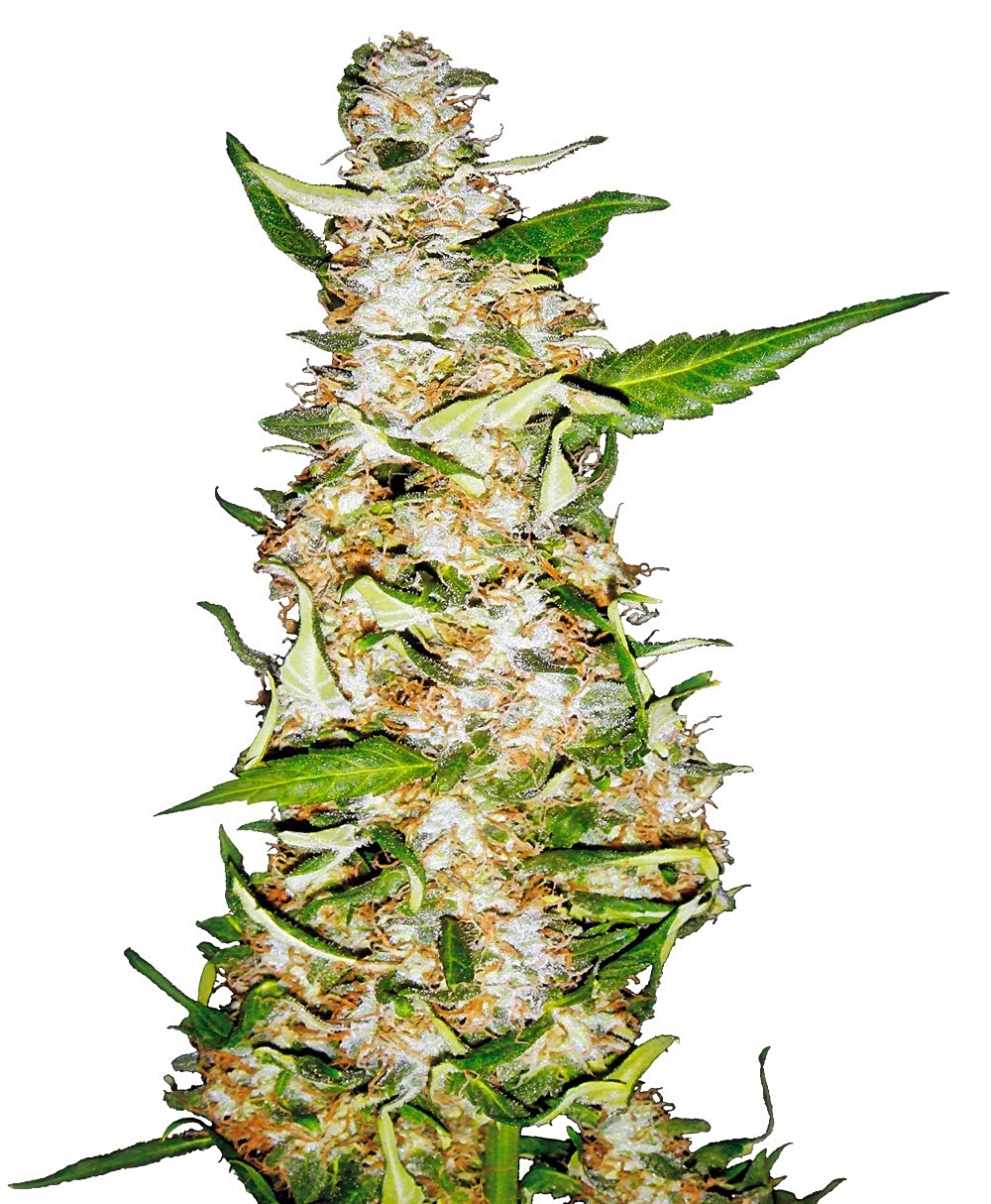 Skunk #1 Auto Feminised Seeds - 5