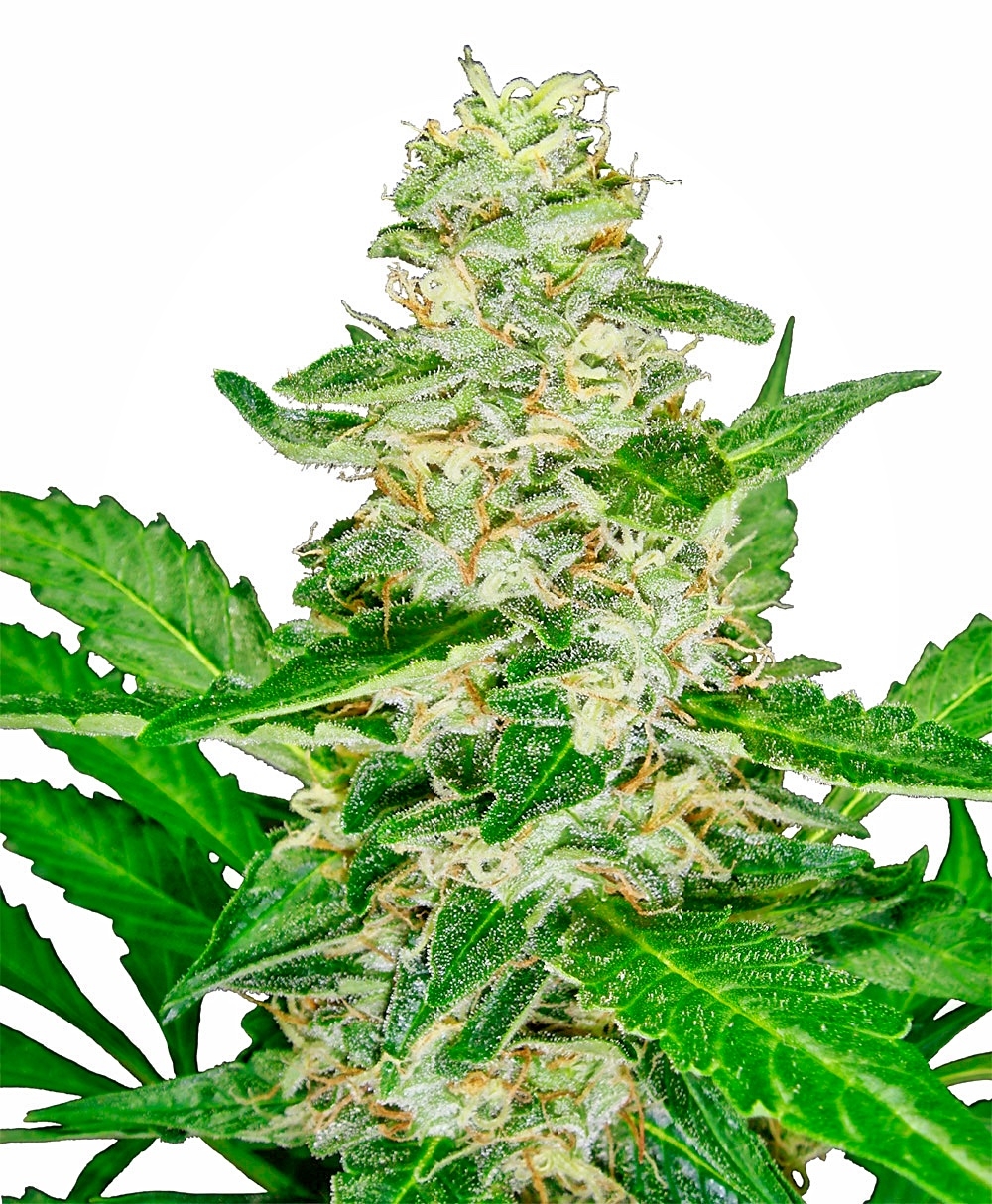 Super Skunk Auto Feminised Seeds - 10