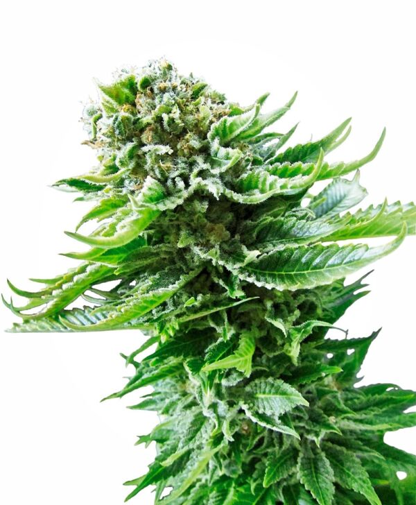 Northern Lights Auto Feminised Seeds - 5