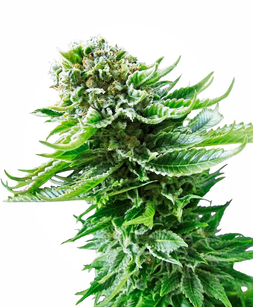 Northern Lights Auto Feminised Seeds - 5