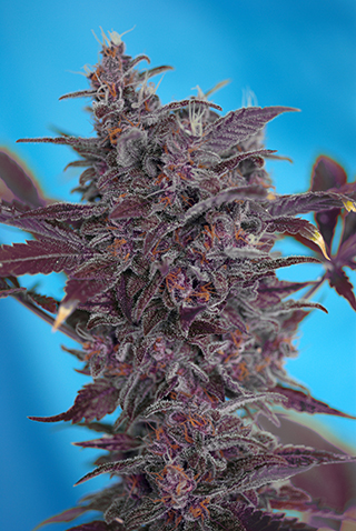 Black Cream Auto Feminised Seeds - 3