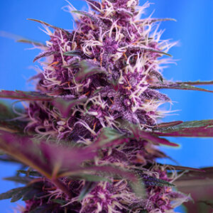 Red Poison Auto Feminised Seeds - 3