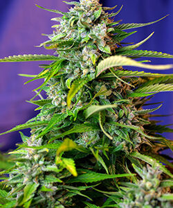 Jack 47 Auto Feminised Seeds - 3