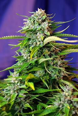 Jack 47 Auto Feminised Seeds - 3