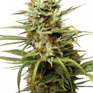 White Widow Auto Feminised Seeds - 7
