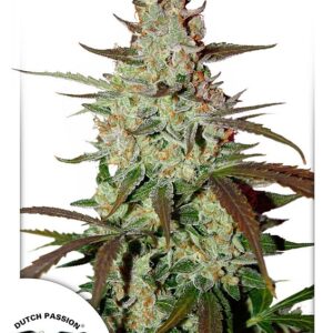 Blue Mazar Auto Feminised Seeds - 7