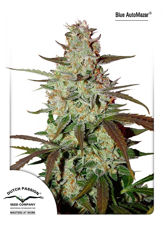 Blue Mazar Auto Feminised Seeds - 7