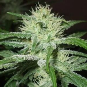 Speed Bud Auto Feminised Seeds - 10