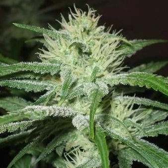 Speed Bud Auto Feminised Seeds - 10