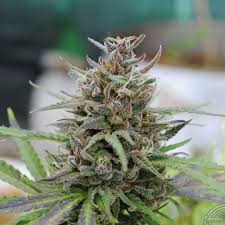 Baby Boom Auto Feminised Seeds - 10