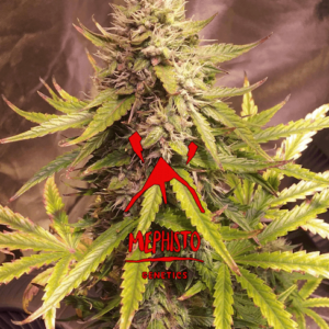 Sour Bubbly Auto Feminised Seeds - 3