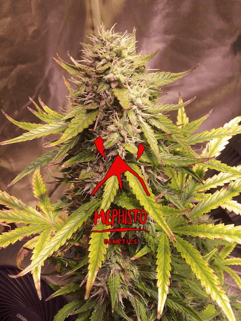 Sour Bubbly Auto Feminised Seeds - 3