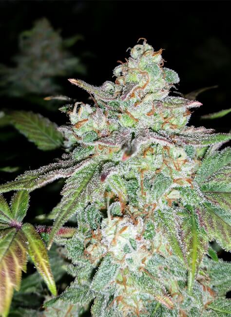 Sour Crack Auto Feminised Seeds - 3