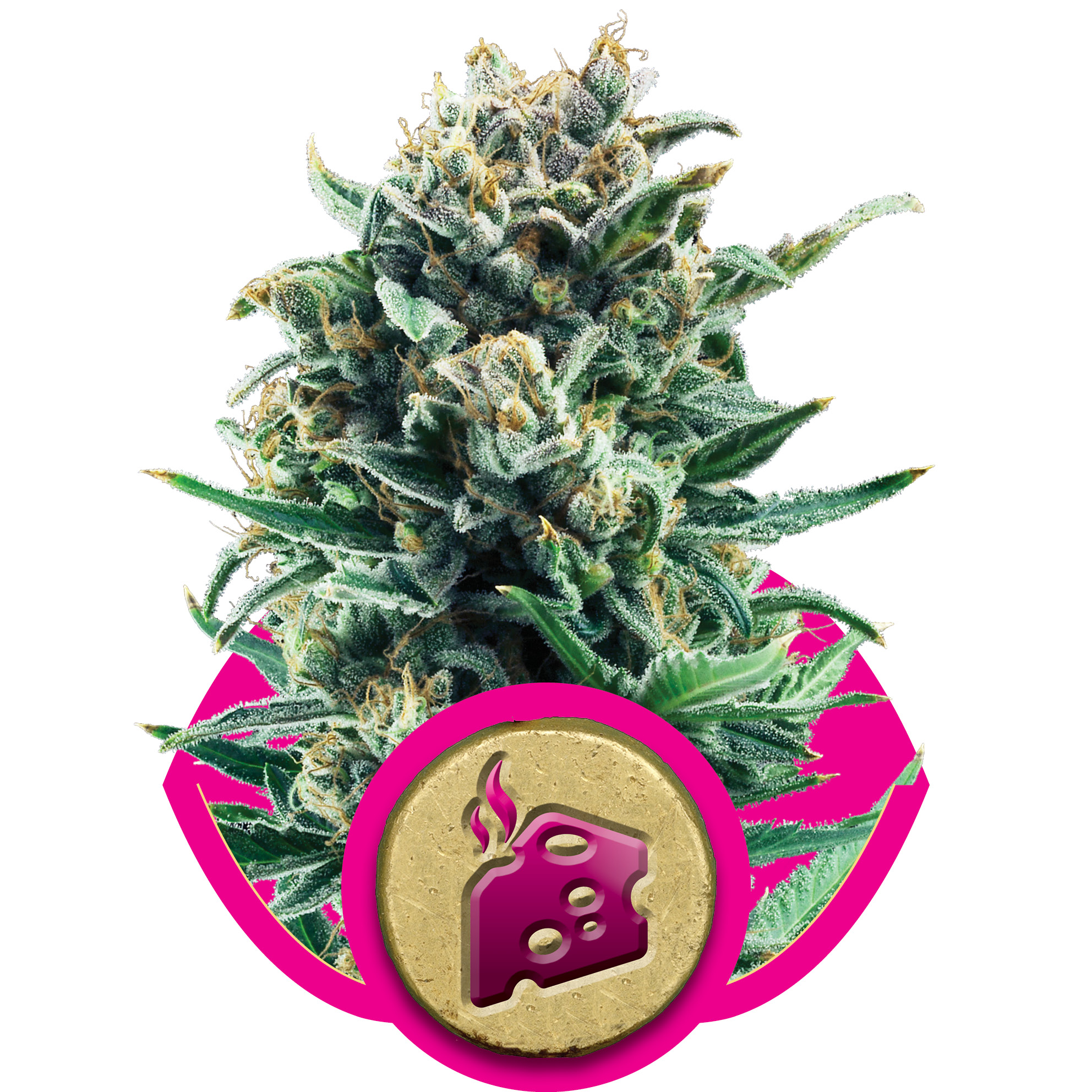 Blue Cheese Feminised Seeds - 5