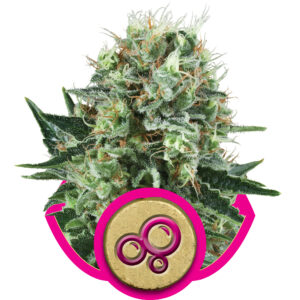 Bubble Kush Feminised Seeds - 5