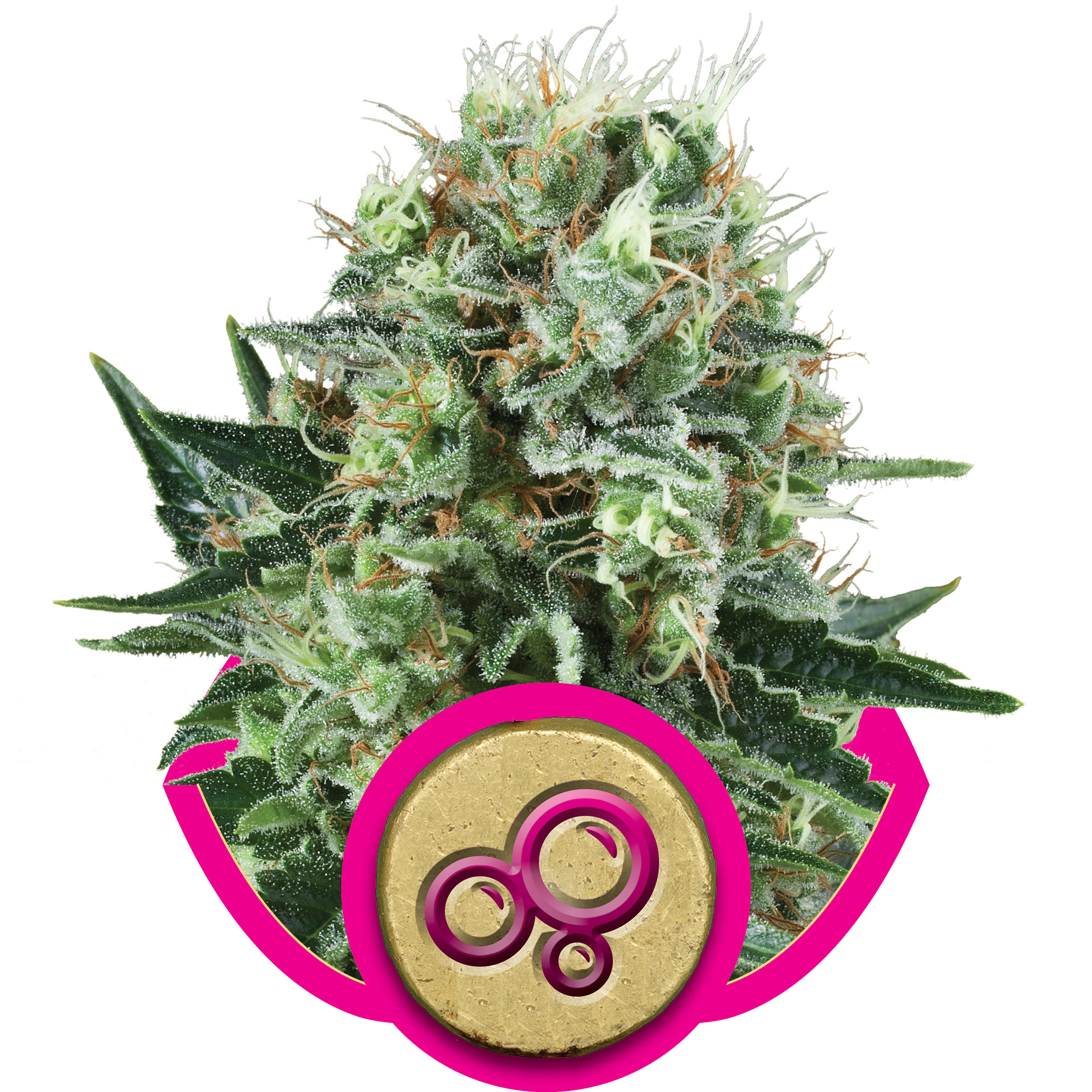 Bubble Kush Feminised Seeds - 5