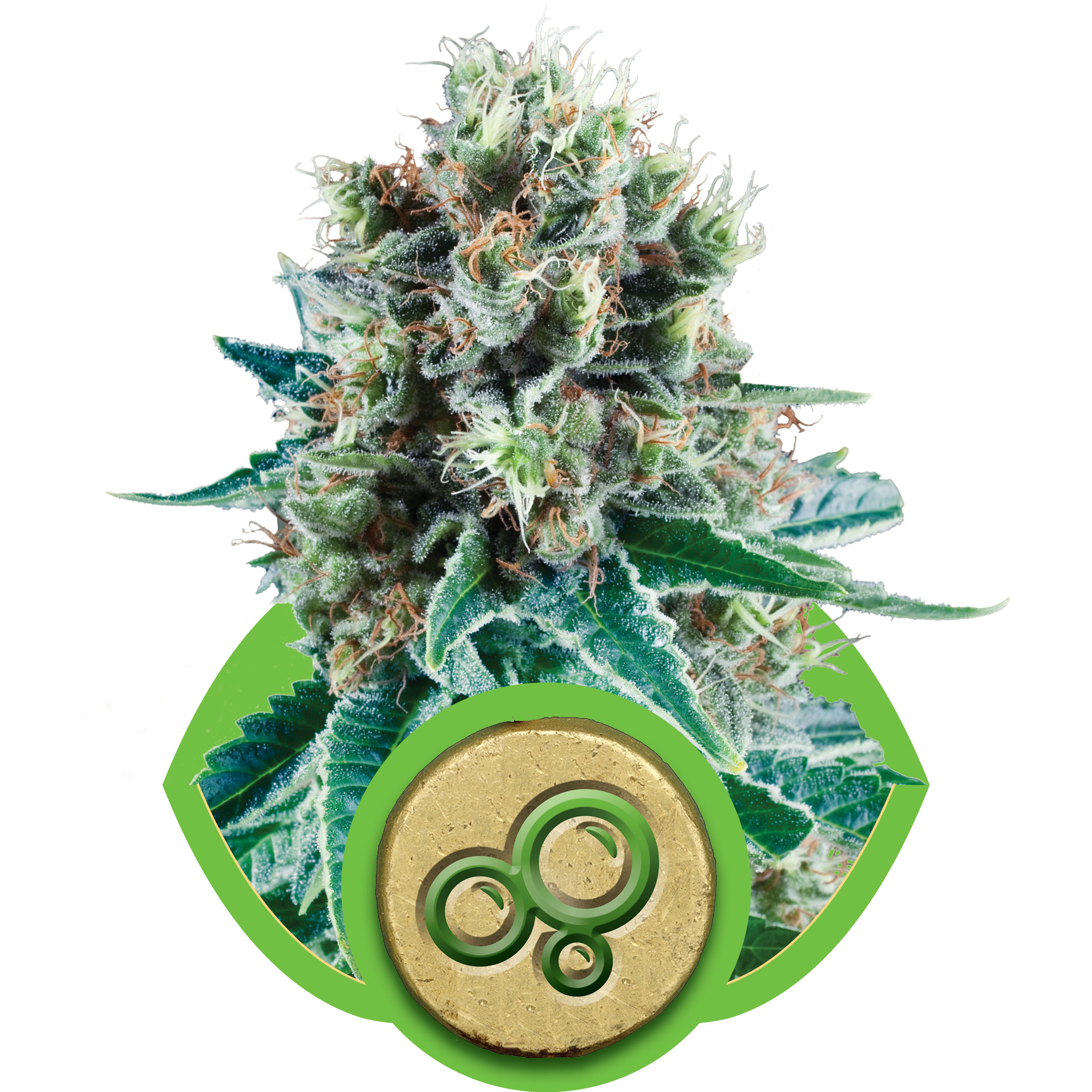 Bubble Kush Auto Feminised Seeds - 1