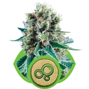 Bubble Kush Auto Feminised Seeds - 3