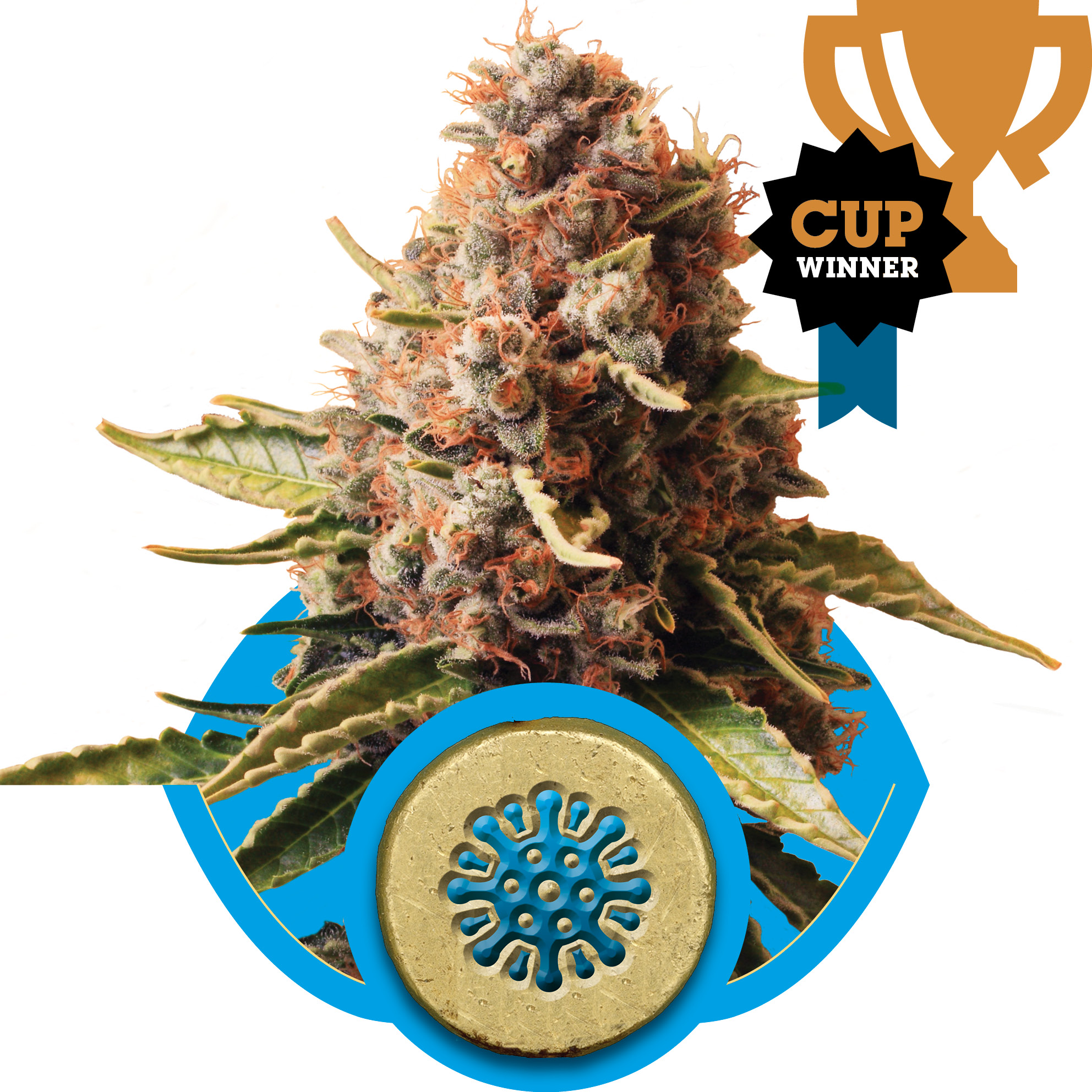 Euphoria CBD Feminised Seeds - 1