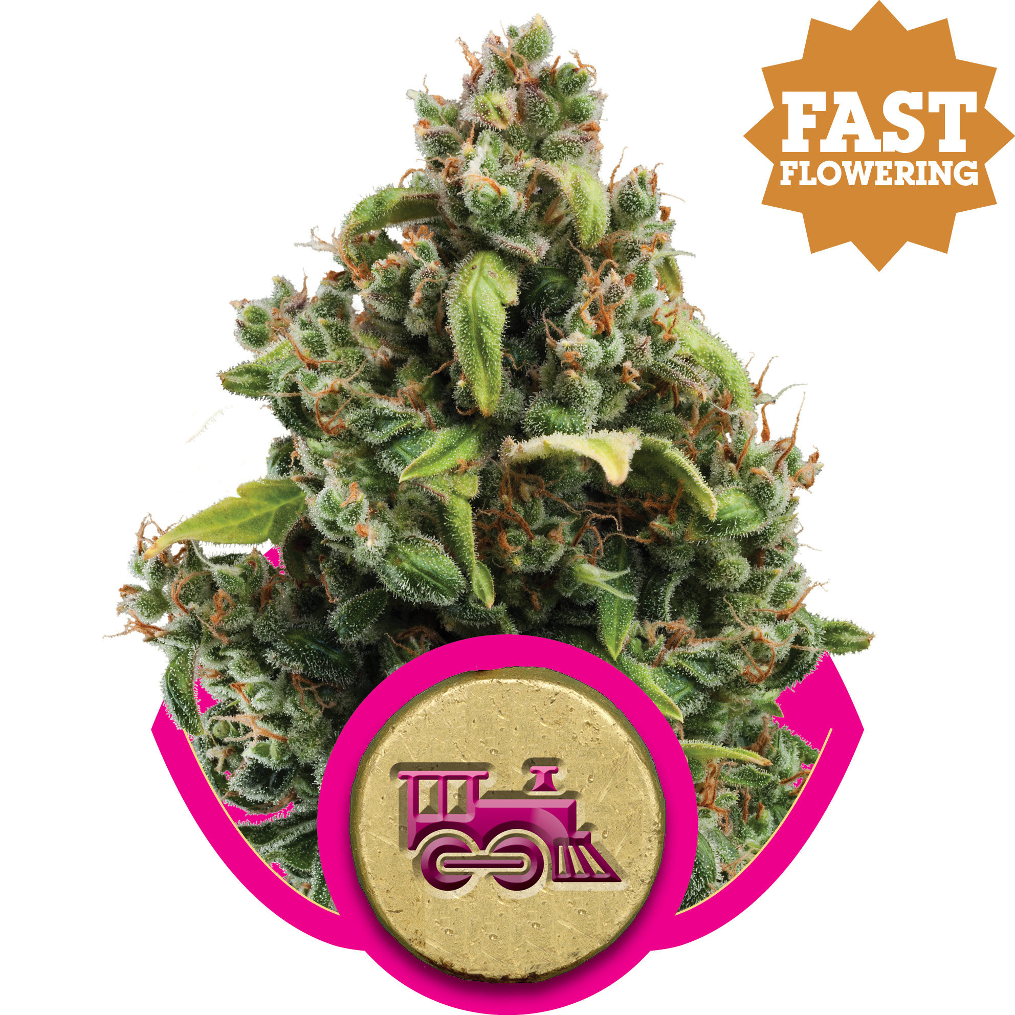 Candy Kush Express FAST Feminised Seeds - 3