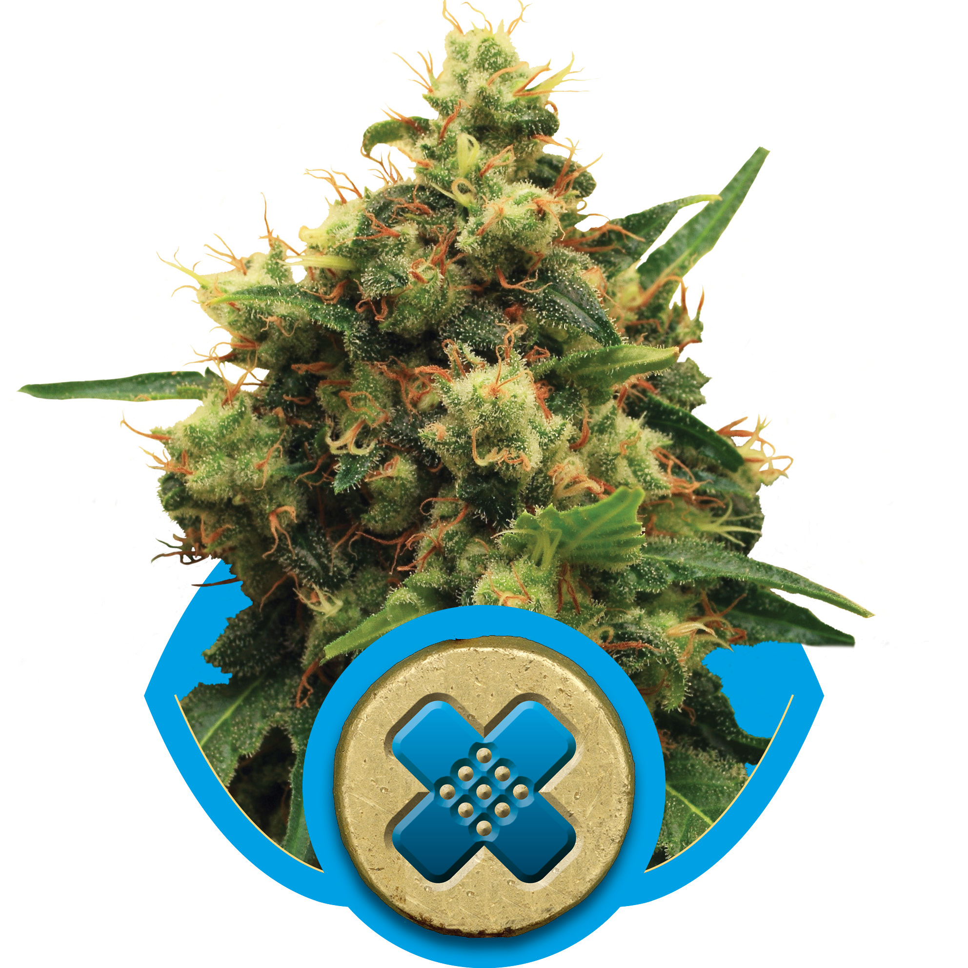 Painkiller XL CBD Feminised Seeds - 3