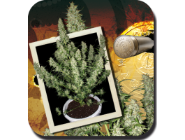 Magnum Auto Feminised Seeds - 10