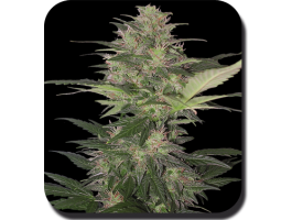 Red Dwarf Auto Feminised Seeds - 10