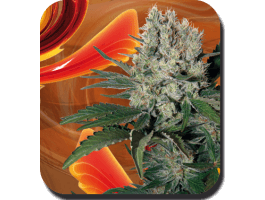 Syrup Auto Feminised Seeds - 10
