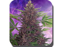 Purple Kush Auto Feminised Seeds - 10