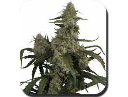 Quasar Auto Feminised Seeds - 10