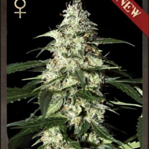 Skunk Auto Feminised Seeds - 10