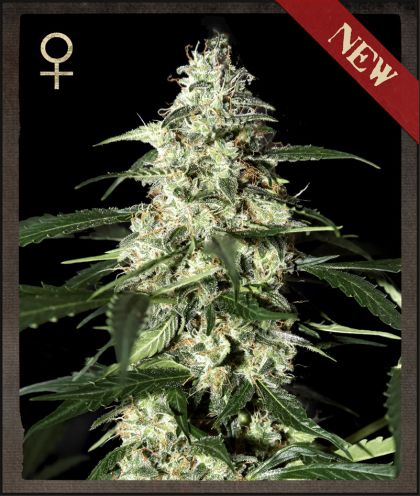 Skunk Auto Feminised Seeds - 10